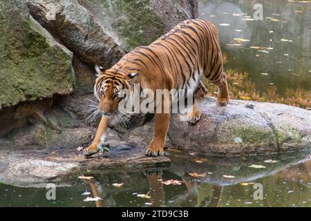 Una tigre allo zoo di Berlino, Germania, nel 2007 Foto Stock