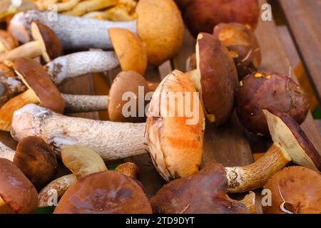 Ci sono molti funghi selvatici sul tavolo , aspen e more . Funghi nella foresta. Raccolta di funghi. Foto Stock