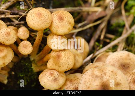 Funghi commestibili della foresta, funghi miele, crescono nella foresta su un vecchio albero. Foto Stock