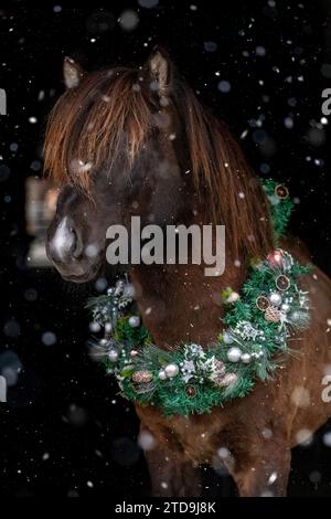 Colpo nero cavallo: Ritratto di uno stallone di cavallo islandese marrone scuro su sfondo nero Foto Stock