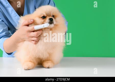 Veterinario spazzolamento denti di cane della Pomerania su sfondo verde Foto Stock