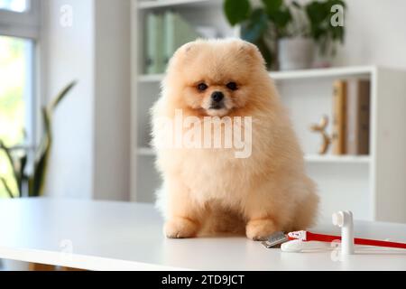 Adorabile cane della Pomerania seduto su un tavolo bianco con spazzolino per la cura del corpo e spazzolini da denti nella clinica veterinaria Foto Stock