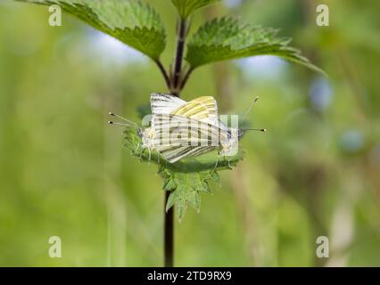 Le farfalle bianche a vena verde si accoppiano su una foglia d'ortica comune Urtica dioica, in bosco, Teesdale Co Durham, maggio Foto Stock