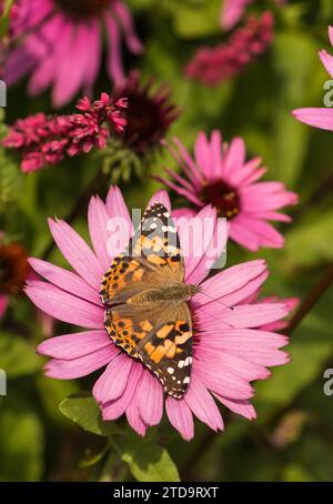 La farfalla dipinta Vanessa cardui, che si nutre di un Coneflower Echinacea purpurea in un giardino, North Yorkshire, agosto Foto Stock