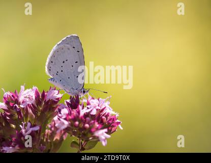 Holly Blue Celastrina argiolus, che si nutre di origanum vulgare fiori che crescono in un giardino di erbe, Co Durham, luglio Foto Stock