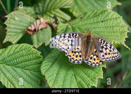 Dark Green Fritillary Argynnis aglaja, che riposa su foglie di nocciolo nella riserva naturale di Arnside Knot, Cumbria, luglio Foto Stock