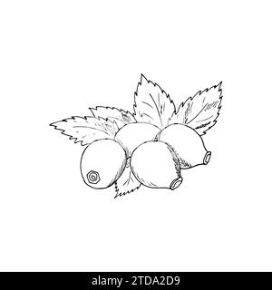 Ramo disegnato a mano Rosehip. Berry twig sketch. Disegno vettoriale Rosehip. Schizzo vegetariano isolato su sfondo bianco. Illustrazione Vettoriale