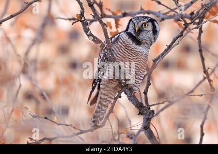 Owl Hawk settentrionale seduto su un albero di ramo nella foresta, Quebec, Canada Foto Stock