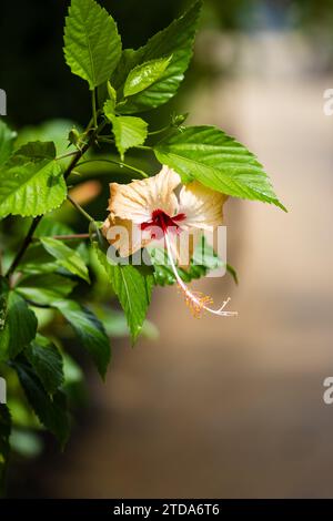 Macro, fiore di ibisco o rosa cinese, ricoperti di gocce di pioggia dopo una doccia a pioggia. Foto Stock