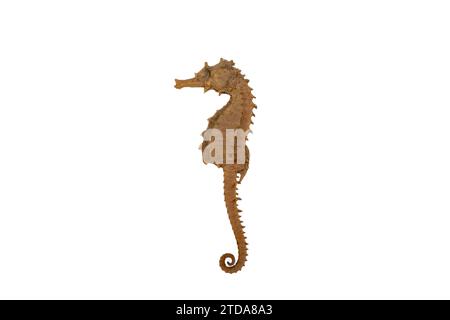 Seahorse Fossil Bones: Rara reliquia subacquea su sfondo bianco Foto Stock