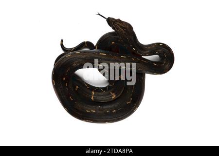 Dark Boa Constrictor Imperator su sfondo bianco - foto esotica del serpente rettile Foto Stock