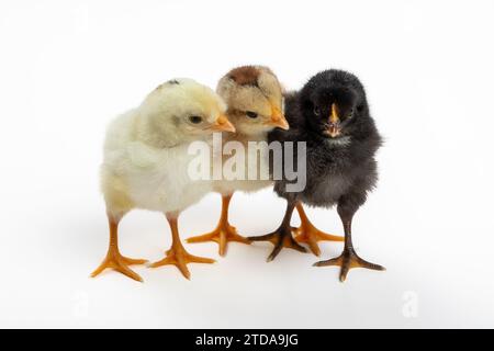 Adorabili polli di tre giorni in tre colori: Perfetti per fratelli e sorelle e concetti dinamici di gruppo Foto Stock