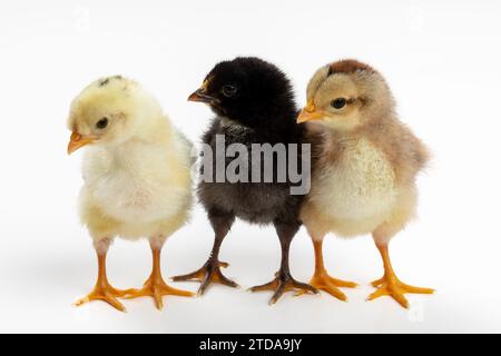 Adorabili polli di tre giorni in tre colori: Perfetti per fratelli e sorelle e concetti dinamici di gruppo Foto Stock