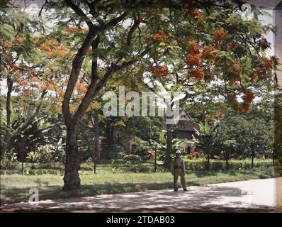 Hà-nôi, Hainoi Vietnam, Tonchino, Indocina Un soldato coloniale di guardia, con sullo sfondo sfarzosi che costeggiano l'avenue Général Bichot, abbigliamento, storia coloniale, natura, ambiente, esseri umani, uniforme militare, caserme, Fiore, esercito coloniale, filo spinato, vegetazione, botanica, uomo, Indocina, Tonkin, Hanoi, Trees, l'Avenue Bichot - le Flamboyant, Quartier de la citadelle, 01/07/1915 - 31/08/1915, Busy, Léon, Léon Busy fotografo en Indochine, Autochrome, Photo, Glass, Autochrome, foto, positivo, orizzontale, dimensioni 9 x 12 cm Foto Stock