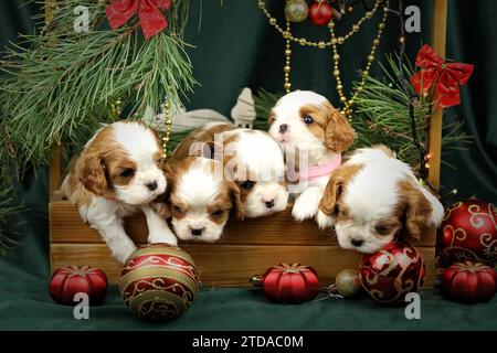 Graziosi cuccioli di charles spaniel con decorazioni natalizie Foto Stock