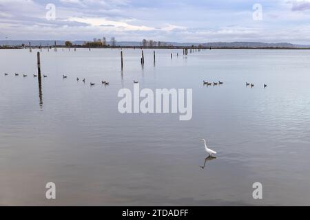 Pesca di un Great Blue Heron con piume bianche per un pasto nella baia di Port Gardner a Everett, Washington Foto Stock