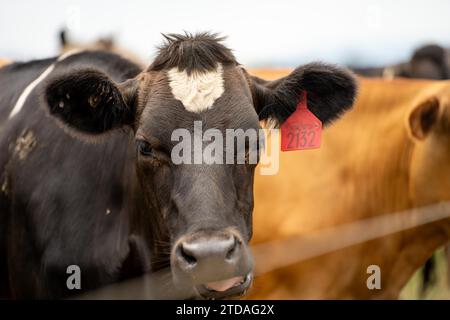 Portrait Stud mucche da latte che pascolano sull'erba in un campo, in Australia. Le razze includono Friesian, Holstein, Jersey Foto Stock