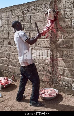 Un uomo senegalese che massacra una pecora nella riserva naturale di Ferlo Nord, Senegal Africa Foto Stock