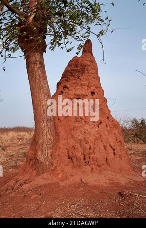 Terme, parco nazionale di Niokolo Koba, Senegal, Africa occidentale Foto Stock