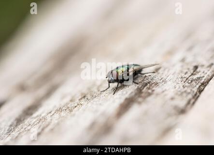 Un Greenbottle riposante (Lucilla sp.) Foto Stock