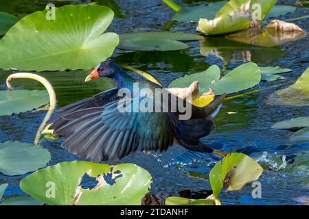 Purple Gallinule - Porphyrio martinica - camminando sullo spatterdock sull'Anhinga Trail nel Parco Nazionale delle Everglades, Florida, nel soleggiato pomeriggio autunnale. Foto Stock