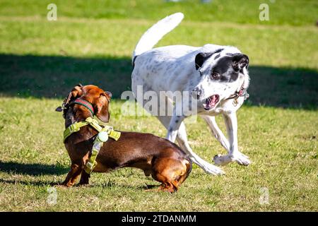 Simpatici cani che giocano insieme a dei ballerini che inseguono nel parco dei cani Foto Stock