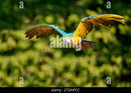 Gelbbrustara, Ara arauna, macaw blu e giallo Foto Stock