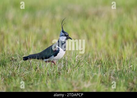 Kiebitz, Vanellus vanellus, Pavoncella Foto Stock
