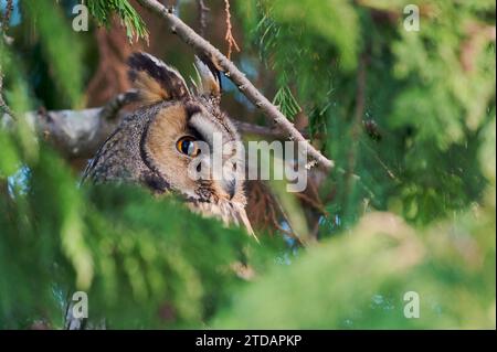 Waldohreule, Asio otus, gufo lungo Foto Stock