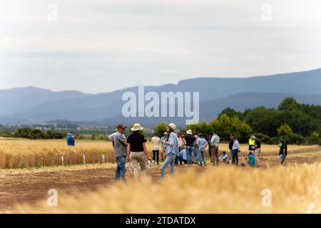 gruppo di agricoltori in un campo che impara a conoscere le colture di frumento e orzo da un agronomo con piantagioni di prova Foto Stock