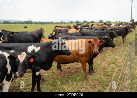 Portrait Stud mucche da latte che pascolano sull'erba in un campo, in Australia. Le razze includono Friesian, Holstein, Jersey Foto Stock