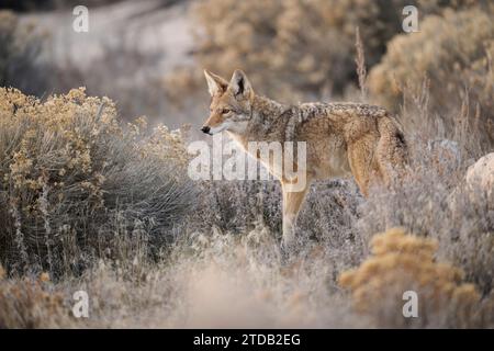 Coyote nello Utah Foto Stock