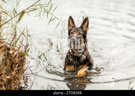 Un cane pastore tedesco che si diverte nell'acqua di uno stagno in autunno all'aperto Foto Stock