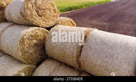 Molte balle di paglia sul campo. Molte balle rotolano di paglia di frumento impilate insieme nel campo dopo il raccolto il giorno estivo. Campo agricolo agro-industriale. agroalimentare. Vista aerea con droni. Foto Stock