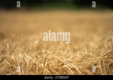 varietà di frumento in un campo in estate Foto Stock