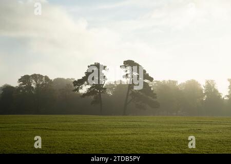 Scots Pine Trees su Durdham Down. Bristol, Regno Unito. Foto Stock