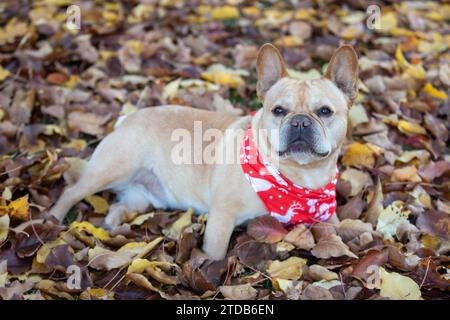 Maschio francese Red Tan di 8 anni con Bandana di Natale sulle foglie cadute. Foto Stock