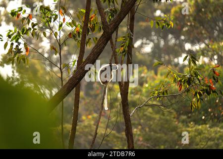 Diademed sifaka durante il tramonto nella foresta. Propithecus diadema si sta arrampicando sull'albero in Madagascar. Coloratissimo lemure nel parco. Foto Stock