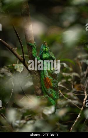 Il camaleonte di Parson si sta arrampicando nella foresta del Madagascar. Green calumma parsonii sta cercando cibo. Grande camaleonte in habitat naturale. Foto Stock