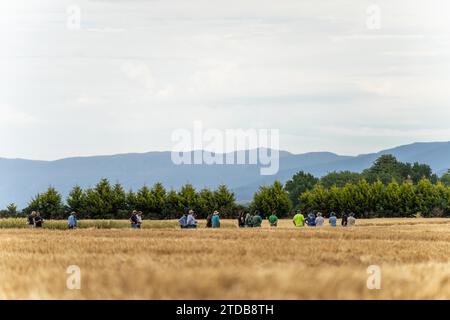 gruppo di agricoltori in un campo che impara a conoscere le colture di frumento e orzo da un agronomo con piantagioni di prova Foto Stock