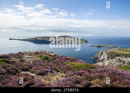 Il vitello dell'uomo. Isola di Man, Regno Unito. Foto Stock