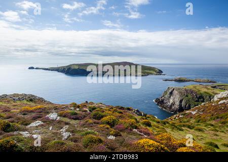 Il vitello dell'uomo. Isola di Man, Regno Unito. Foto Stock