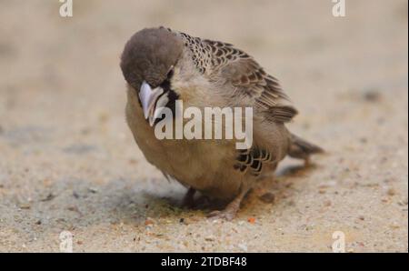 Il tessitore socievole (Philetairus socius), conosciuto anche come tessitore sociale comune, tessitore sociale comune e tessitore sociale, è una specie di BI Foto Stock