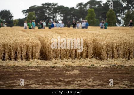 gruppo di agricoltori in un campo che impara a conoscere le colture di frumento e orzo da un agronomo con piantagioni di prova Foto Stock