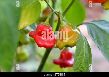 Primo piano di un pepe rosso caldo a forma di campana appartenente alla specie Capsicum baccatum. Foto Stock