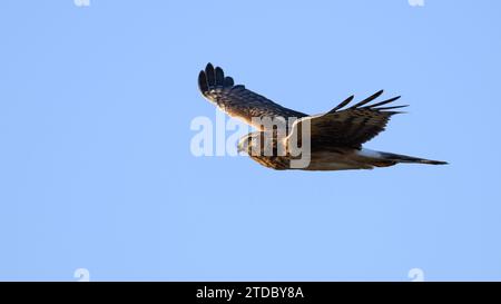 Northern Harrier Circus hudsonius in volo con ali sollevate isolate contro il cielo blu Foto Stock