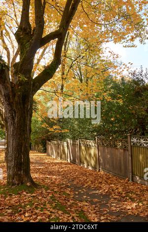 Marciapiede in un quartiere residenziale coperto da foglie autunnali, Vancouver, British Columbia, Canada Foto Stock