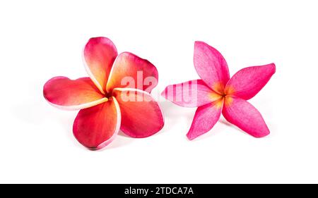 fiori rossi frangipani freschi isolati su bianco Foto Stock