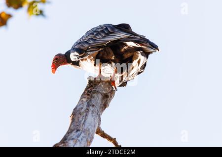 Avvoltoio di tacchino arroccato sulla cima di un albero morto guardando indietro la macchina fotografica al sole del mattino Foto Stock