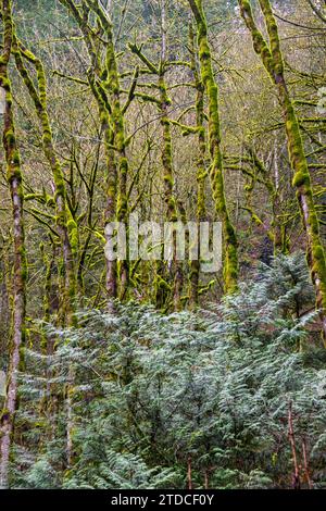 Forzen Winter Forest Scene presso la Columbia Gorge National Scenic area Foto Stock